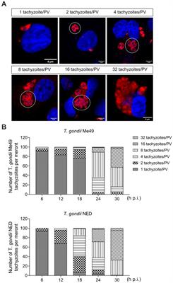 Toxoplasma gondii Me49 and NED strains arrest host cell cycle progression and alter chromosome segregation in a strain-independent manner